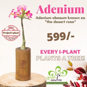 Adenium