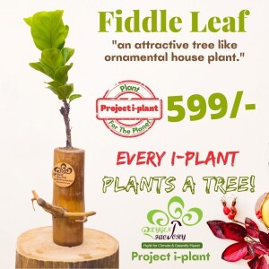 Fiddle Leaf