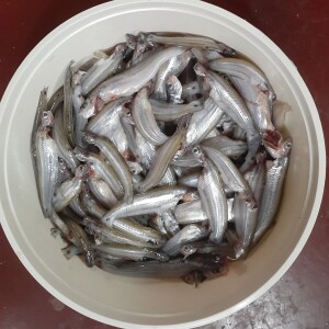 বাতাসি মাছ রেডি টু কুক (Rokomari Sodai)