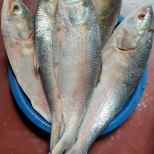 Hilsha fish (Rokomari Sodai)