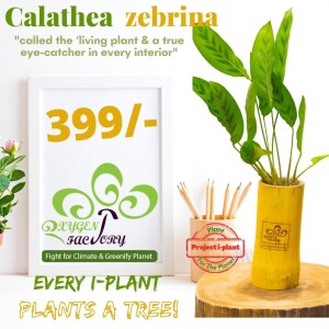 Calathea Zebrina-green