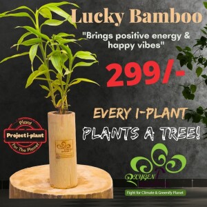 Lucky Bamboo-golden