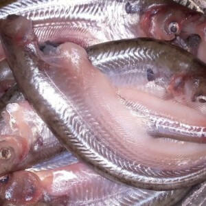 দেশি পাবদা (pabda fish)