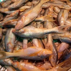 তপসি মাছ ( Taposhi Fish)