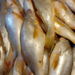 পোয়া মাছ ( poma fish)