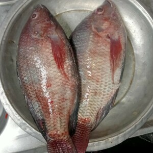 তেলাপিয়া মাছ (Telapia fish)