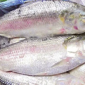 Exquisite Hilsha Fish Recipes: A Gastronomic Journey