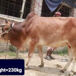 Sabhaa Agro Cow #02 230KG Red