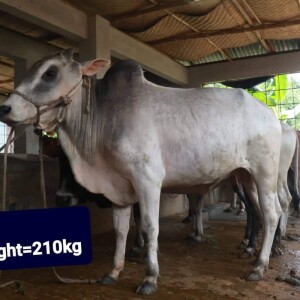 Sabhaa Agro Cow #39 210KG White