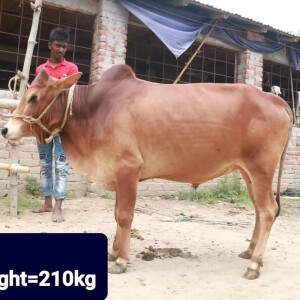 Sabaah Agro Cow #13 210KG Red