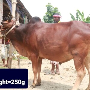 Sabaah Agro Cow #17 250KG Red