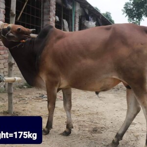 Sabaah Agro Cow #23 175KG Red