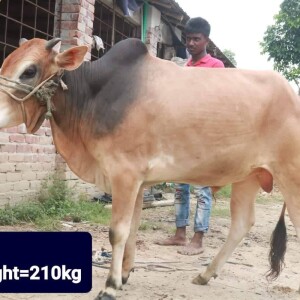 Sabaah Agro Cow #25 210KG Brown