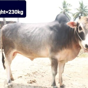 Sabaah Agro Cow #27 230KG Black and White