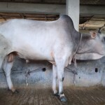 Sabaah Agro Cow #51 210KG White