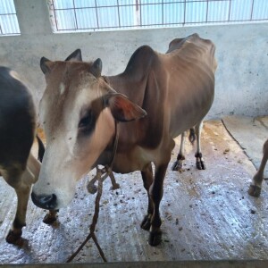 Sabaah Agro Cow #52 160KG Brown