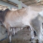 Sabaah Agro Cow #52 160KG White