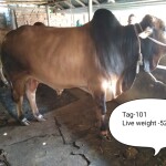 Sabaah Agro Cow #101 338KG Red and Black