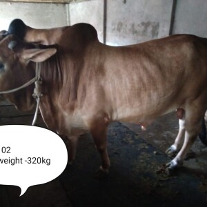 Sabaah Agro Cow #102 320KG Red