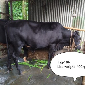 Sabaah Agro Cow #106 400KG Black